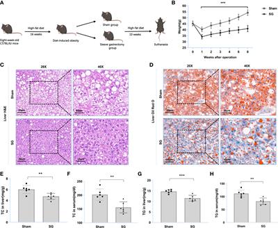 Sleeve gastrectomy improves lipid dysmetabolism by downregulating the USP20-HSPA2 axis in diet-induced obese mice